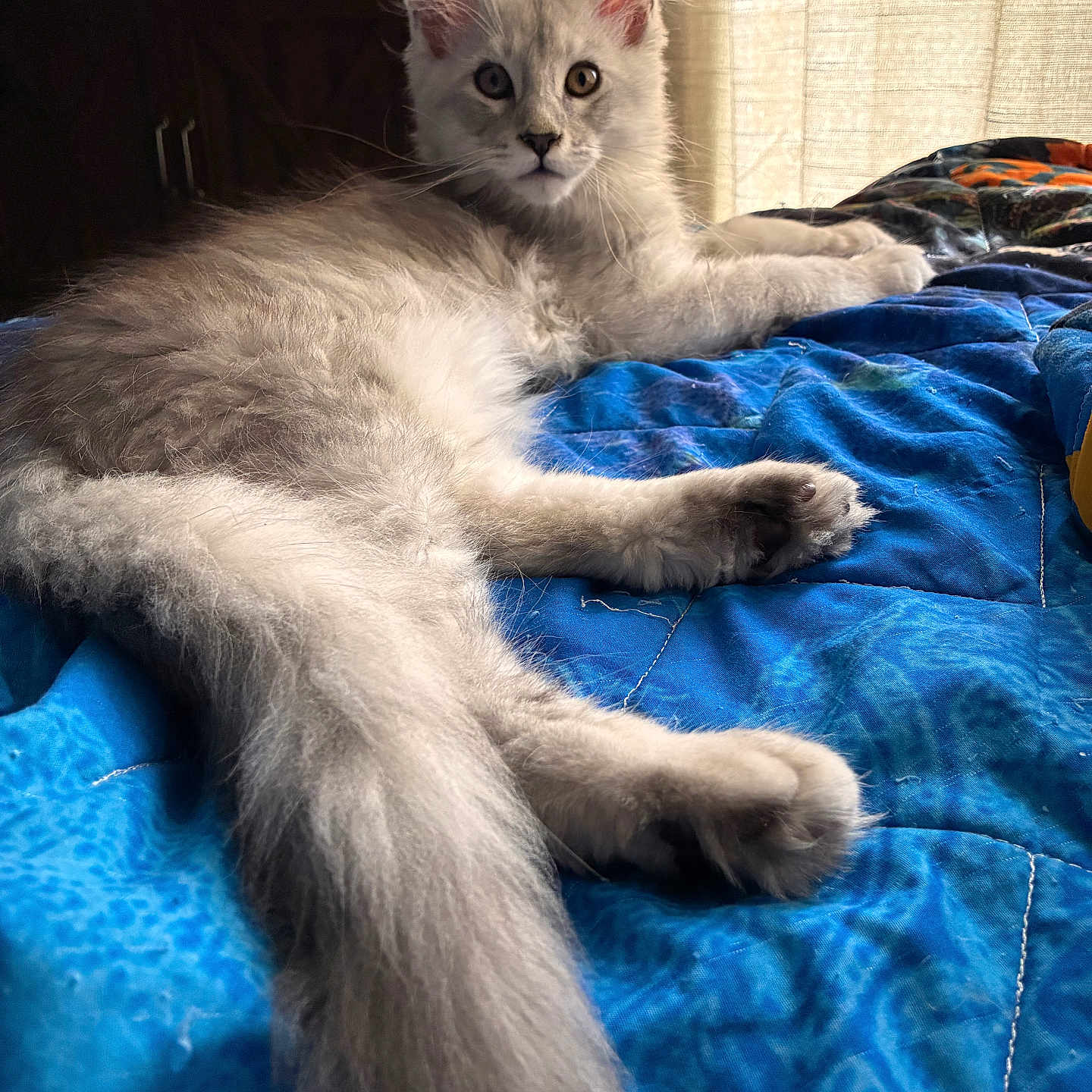 Leo joined the competition — help win amazing prizes! cat, fluffy, long_hair, blue_quilt, indoor, pet, relaxed, ears, whiskers, curious, feline, bed, fur, animal, resting, portrait, domestic_cat, light, window, cozy