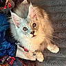 Leo is registered to the contest to win money with this photo: cat, fluffy, pet, animal, indoor, blanket, texture, fur, whiskers, face, eyes, curious, cozy, closeup, lookingup, soft, cute, tabby, relaxed, resting