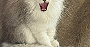 Leo joined the competition — help win amazing prizes! animal, cat, closeup, cute, domestic, ears, feline, fluffy, fur, indoor, kitten, mouth_open, pet, playful, sitting, tail, whiskers, white_fur, wooden_floor, young