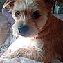 Beau-Jangles is registered to the contest to win money with this photo: animal, bed, bedroom, blanket, canine, computerhardware, couch, dog, electronics, entertainmentcenter, furniture, hardware, indoors, monitor, pet, puppy, room, screen, terrier, tv