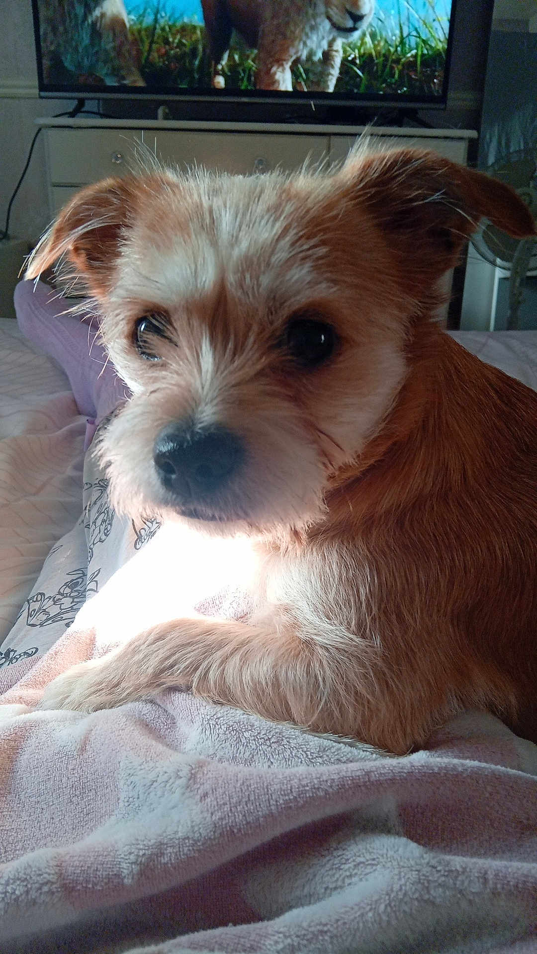 Beau-Jangles is registered to the contest to win money with this photo: animal, bed, bedroom, blanket, canine, computerhardware, couch, dog, electronics, entertainmentcenter, furniture, hardware, indoors, monitor, pet, puppy, room, screen, terrier, tv