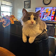 Angel is registered to the contest to win money with this photo: cat, kitten, pet, indoor, living_room, couch, leather_couch, blanket, television, sports, clock, window, sunlight, plant, entertainment_center, paw, whiskers, portrait, furniture, home