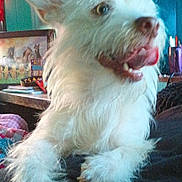 Angel joined the competition — help win amazing prizes! animal, close_up, colorful_background, companion, curtain, dog, domestic, fluffy, fur, happy, household_items, indoor, mammal, paw, pet, picture_frame, resting, table, tongue_out, white_dog