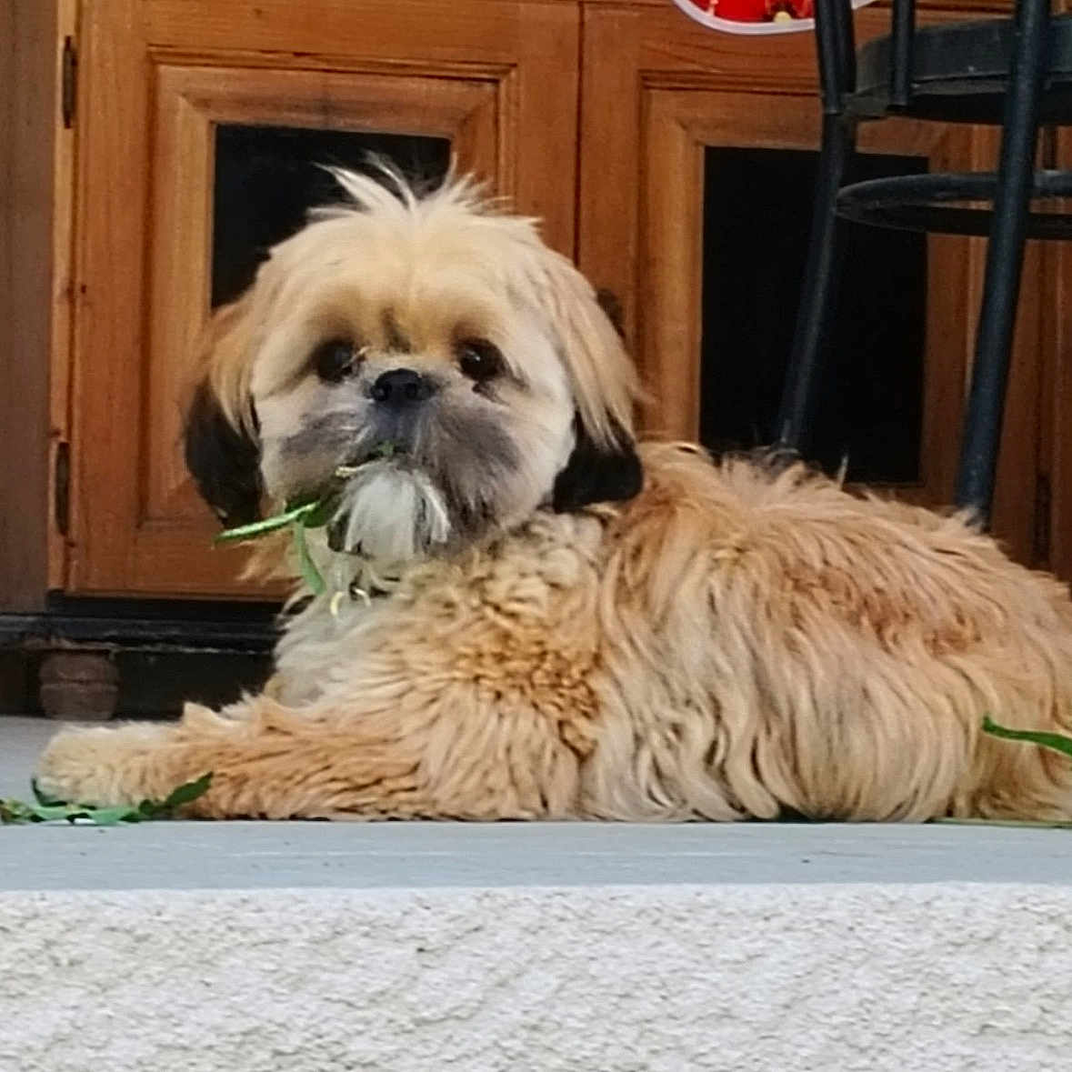 Appy participe au concours pour gagner de l'argent avec cette photo : dog, pet, porch, concrete, wooden_door, chair, leaf, animal, fur, brown, mammal, cute, domestic, relaxed, outdoor, companion, face, sitting, calm, small