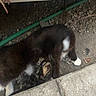 cat, kitten, animal, outdoor, gravel, concrete, hose, black_and_white_cat, small_cat, pet, nature, playing, fur, mammal, whiskers, paw, ground, closeup, two_animals, domestic_animal