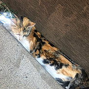 Enchilada And K.s.p is registered to the contest to win money with this photo: calico_cat, cat, animal, feline, outdoor, wood, concrete, sidewalk, resting, relaxed, fur, peaceful, nature, urban, quiet, daylight, closeup, pet, striped, colorful