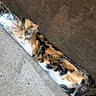 calico_cat, cat, animal, feline, outdoor, wood, concrete, sidewalk, resting, relaxed, fur, peaceful, nature, urban, quiet, daylight, closeup, pet, striped, colorful