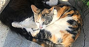 Enchilada And K.s.p joined the competition — help win amazing prizes! cat, cats, calico_cat, black_cat, pets, animals, outdoor, sunlight, shadow, concrete, wood, snuggling, feline, cute, fur, whiskers, ears, resting, nature, companion