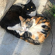 cat, cats, calico_cat, black_cat, pets, animals, outdoor, sunlight, shadow, concrete, wood, snuggling, feline, cute, fur, whiskers, ears, resting, nature, companion