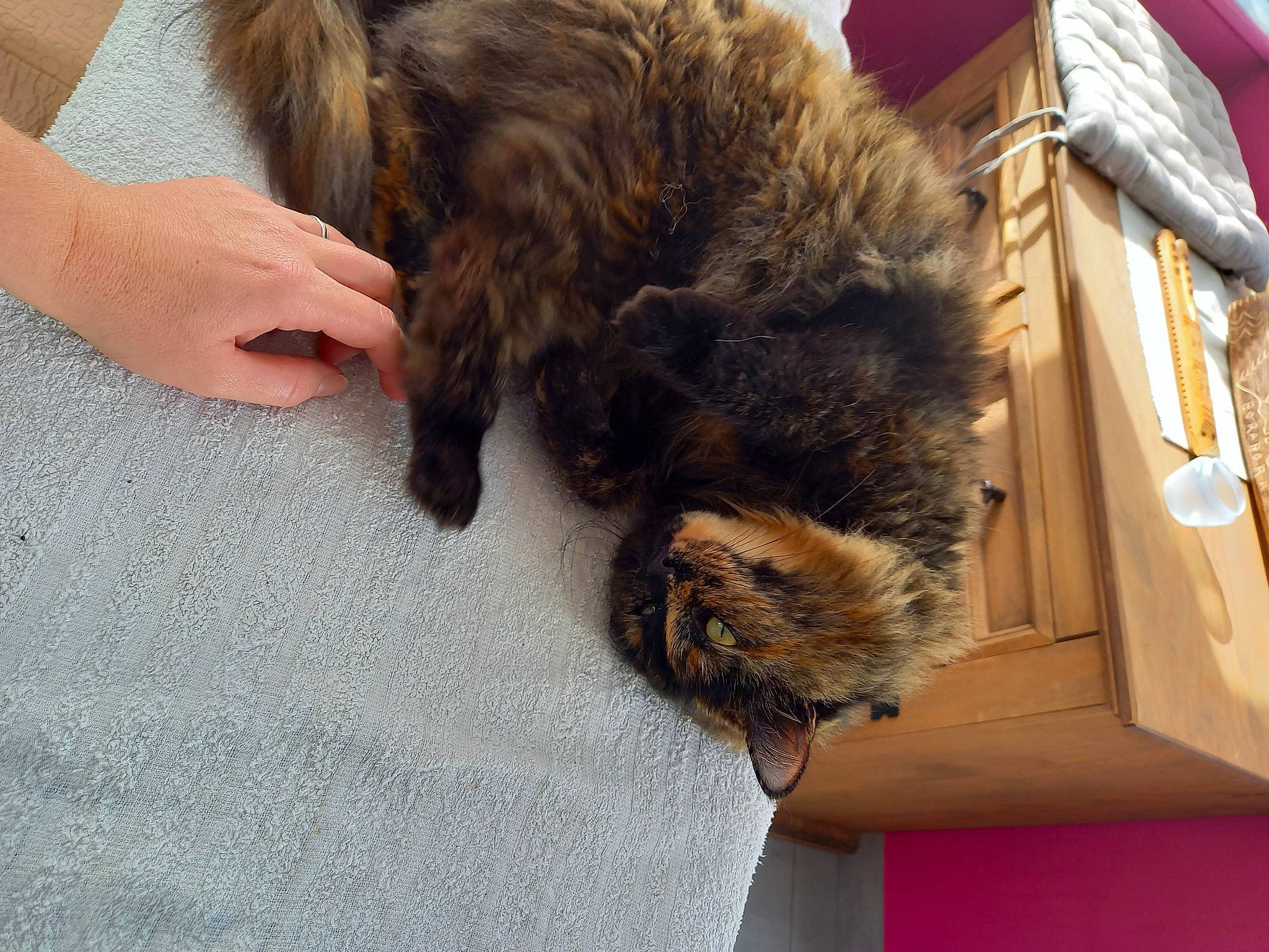 Punky participe au concours pour gagner de l'argent avec cette photo : canidae, carnivore, cat, claw, comfort, dog_breed, domestic_short_haired_cat, felidae, flooring, fur, nap, small_to_medium_sized_cats, sporting_group, tail, terrestrial_animal, whiskers, wood