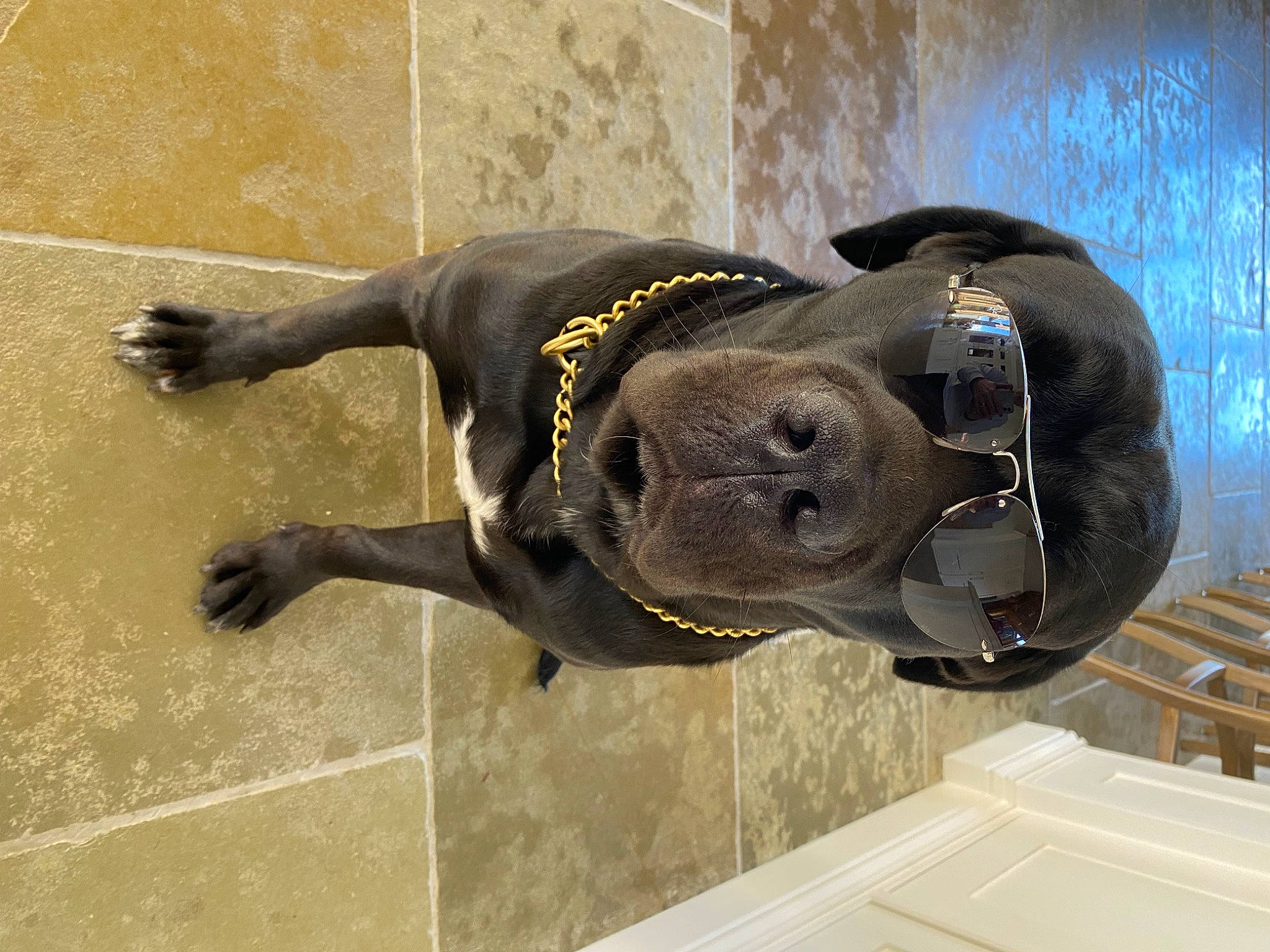 Ares joined the competition — help win amazing prizes! art, carnivore, collar, companion_dog, dog, dog_breed, dog_collar, fawn, flooring, non_sporting_group, personal_protective_equipment, pet_supply, sculpture, snout, sporting_group, terrestrial_animal, working_animal