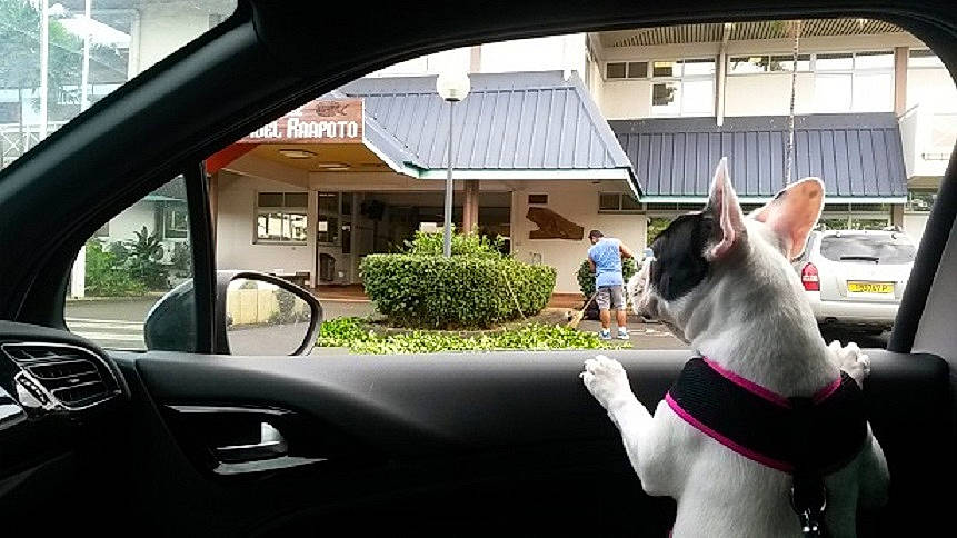 Lullaby a rejoint le concours — aidez-le/la à gagner de superbes lots ! auto_part, automotive_window_part, boston_terrier, canidae, car, carnivore, cat, dog, driving, family_car, felidae, gesture, glass, non_sporting_group, snapshot, sporting_group, vehicle, vehicle_door, window, windshield