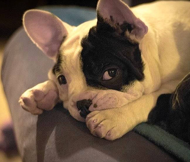 Lullaby a rejoint le concours — aidez-le/la à gagner de superbes lots ! boston_terrier, canidae, carnivore, companion_dog, dog, dog_breed, ear, eye, fawn, french_bulldog, mammal, non_sporting_group, nose, puppy, snout, vertebrate, whiskers