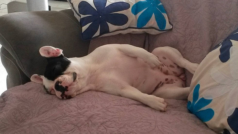 Lullaby participe au concours pour gagner de l'argent avec cette photo : canidae, carnivore, cat, dog_breed, ear, fawn, felidae, french_bulldog, head, kitten, mammal, nap, non_sporting_group, paw, puppy_love, sleep, small_to_medium_sized_cats, snout, tail, whiskers