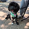 Lei Lei is registered to the contest to win money with this photo: dog, black_dog, small_dog, curly_fur, fluffy, sitting, tongue_out, happy, pet, harness, leash, collar, tag, outdoor, patio, paving_stones, sneaker, person, planter, sunlight