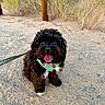 Lei Lei is registered to the contest to win money with this photo: dog, black_dog, fluffy, curly_fur, sitting, panting, tongue_out, happy, pet, leash, bandana, outdoor, desert, dirt_path, wooden_fence, desert_plants, shrubbery, portrait, animal_photography, daylight