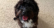 Lei Lei is registered to the contest to win money with this photo: dog, puppy, pet, black_fur, curly_fur, white_chest, brown_markings, open_mouth, tongue, happy, sitting, indoor, carpet, floor, toy, portrait, closeup, animal, home, playful