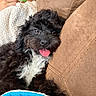 dog, puppy, black_and_white, fluffy, curly_hair, tongue, happy, portrait, close_up, pet, companion_animal, couch, sofa, blanket, pet_bed, indoor, home, cozy, sitting, playful
