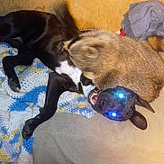 Ozzy joined the competition — help win amazing prizes! dogs, puppies, black_dog, brown_dog, playful, upside_down, lying_down, couch, blanket, clothing, indoors, home, pets, animal, fur, open_mouth, glowing_eyes, wrestling, cozy, snapshot