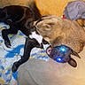 dogs, puppies, black_dog, brown_dog, playful, upside_down, lying_down, couch, blanket, clothing, indoors, home, pets, animal, fur, open_mouth, glowing_eyes, wrestling, cozy, snapshot