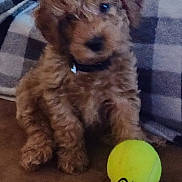 Max joined the competition — help win amazing prizes! ball, canidae, carnivore, companion_dog, dog, dog_breed, dog_supply, dog_toy, liver, personal_protective_equipment, pet_supply, snout, sporting_group, sports_equipment, sports_toy, tartan, tennis_ball, terrier, toy_dog, working_animal