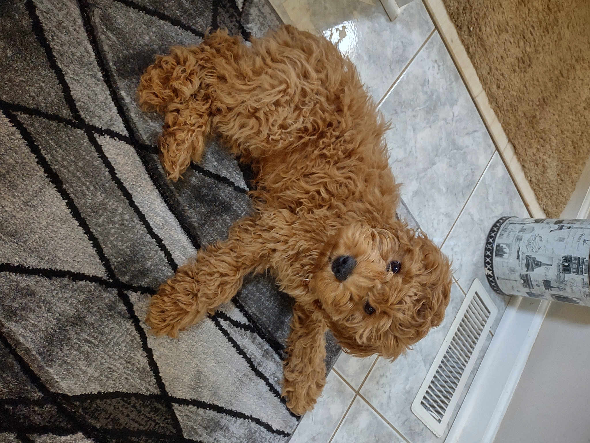 Maxwell