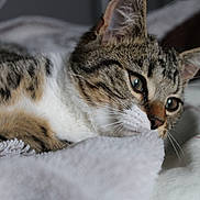 Cephire participe au concours pour gagner de l'argent avec cette photo : cat, tabby, pet, animal, fur, whiskers, closeup, bed, blanket, resting, relaxed, indoor, soft, cute, mammal, sleepy, portrait, feline, cozy, domestic_animal