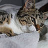 cat, tabby, pet, animal, fur, whiskers, closeup, bed, blanket, resting, relaxed, indoor, soft, cute, mammal, sleepy, portrait, feline, cozy, domestic_animal