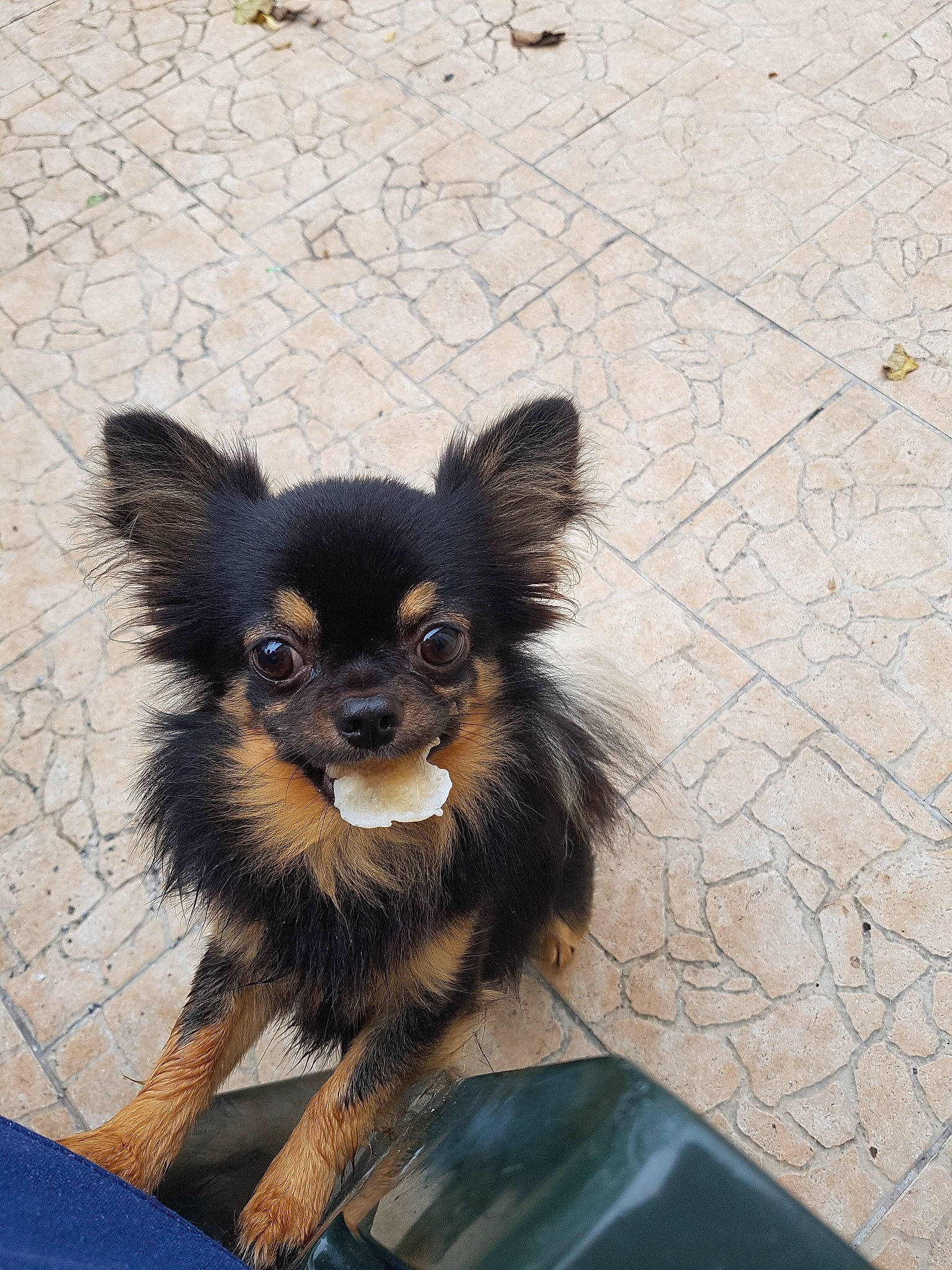 Macao a rejoint le concours — aidez-le/la à gagner de superbes lots ! canidae, carnivore, chihuahua, companion_dog, dog, dog_breed, fawn, mammal, puppy, russkiy_toy, skin, terrier, toy_dog, vertebrate