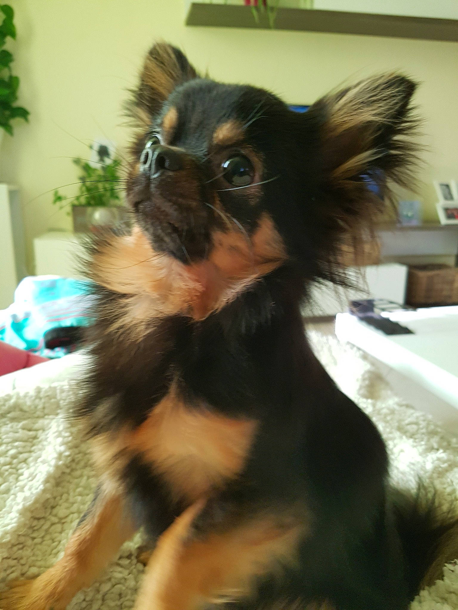 Macao participe au concours pour gagner de l'argent avec cette photo : canidae, carnivore, chihuahua, companion_dog, dog, dog_breed, ear, fawn, liver, mammal, puppy, russkiy_toy, snout, sporting_group, terrier, toy_dog, vertebrate