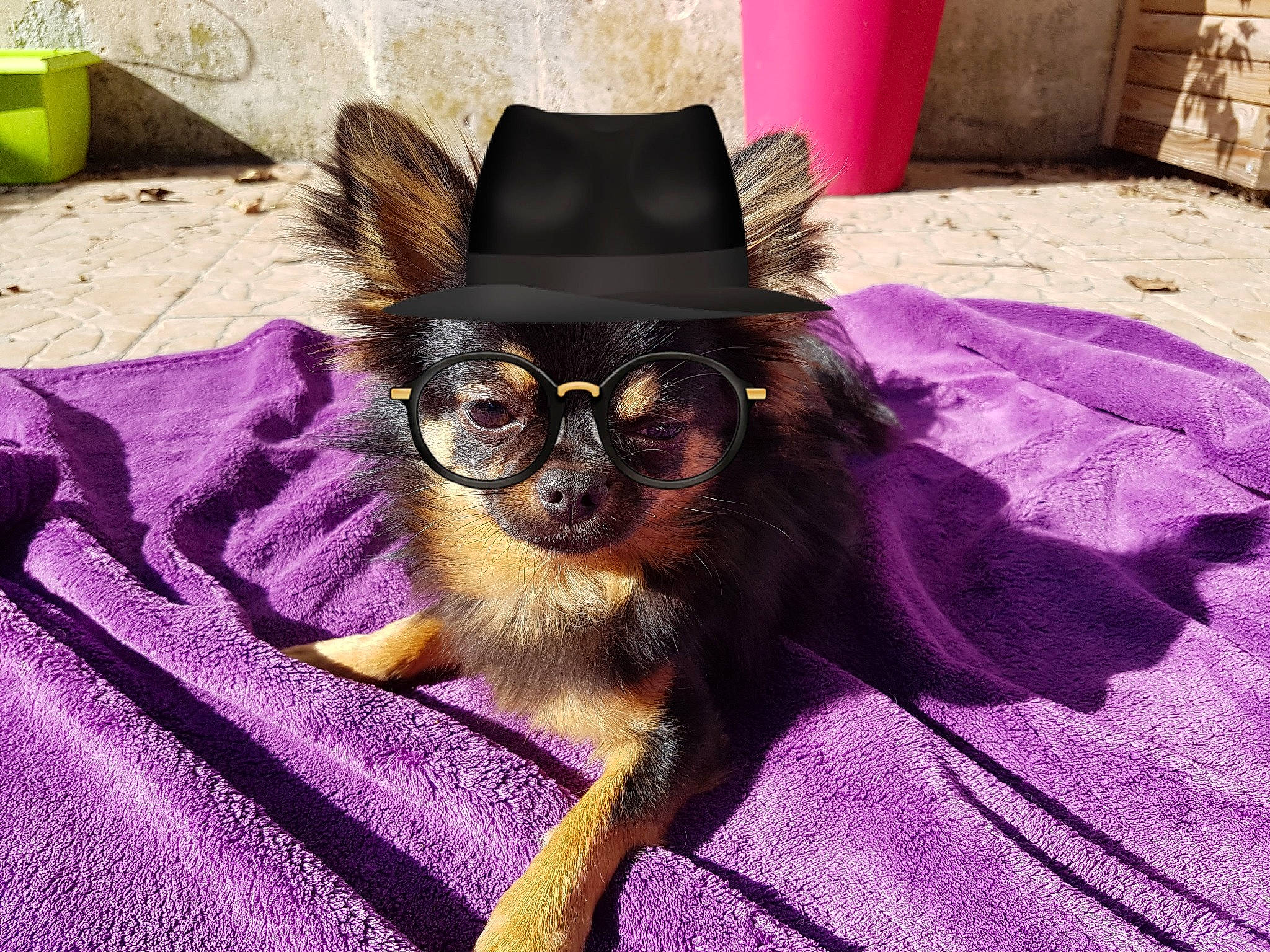 Macao participe au concours pour gagner de l'argent avec cette photo : canidae, carnivore, companion_dog, dog, dog_breed, dog_clothes, glasses, hat, headgear, miniature_pinscher, puppy, russkiy_toy, toy_dog