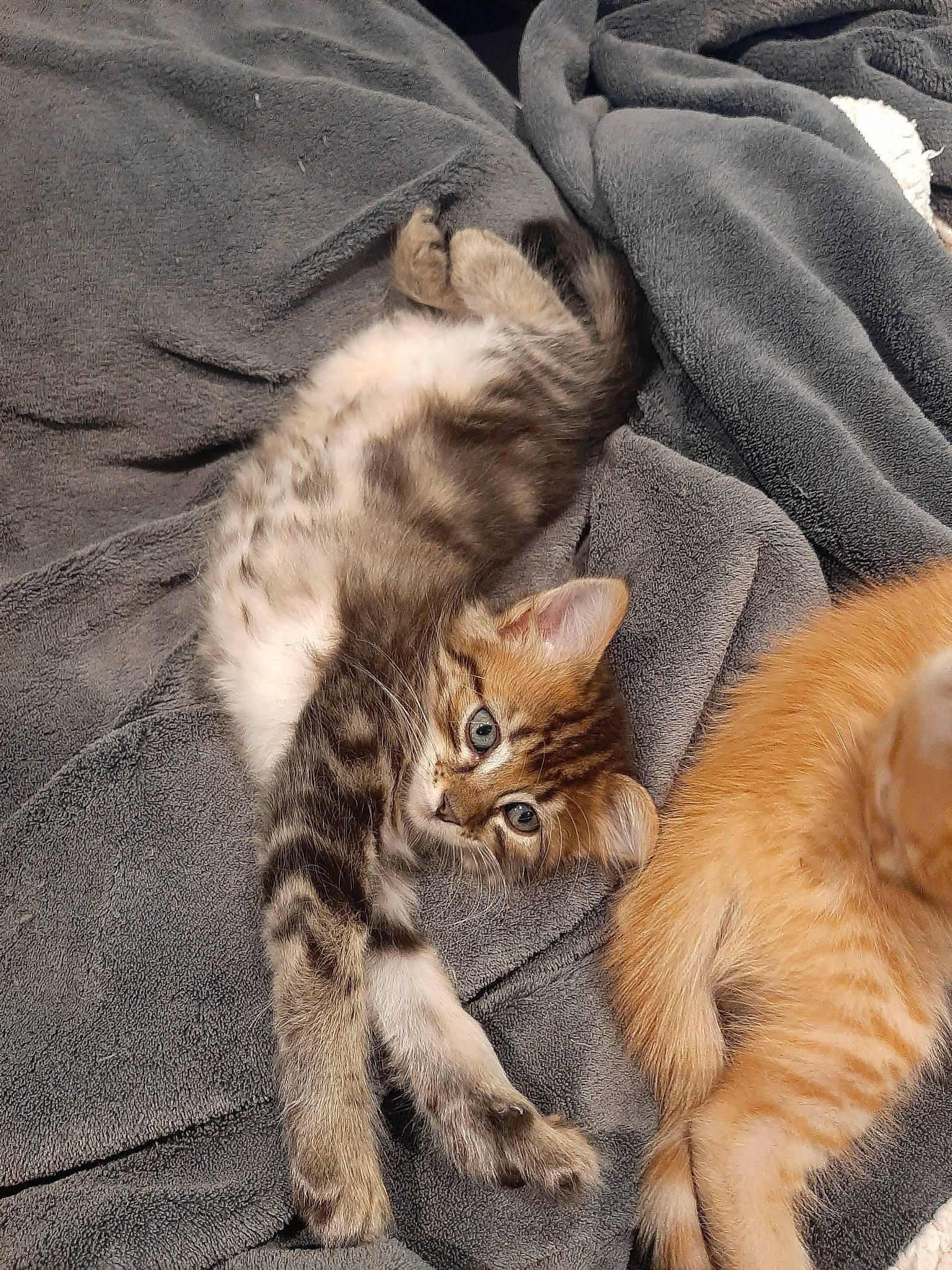 Minus a rejoint le concours — aidez-le/la à gagner de superbes lots ! asian, carnivore, cat, claw, domestic_short_haired_cat, dragon_li, european_shorthair, felidae, fur, kitten, mammal, organism, pixie_bob, polydactyl_cat, skin, small_to_medium_sized_cats, snout, tabby_cat, vertebrate, whiskers