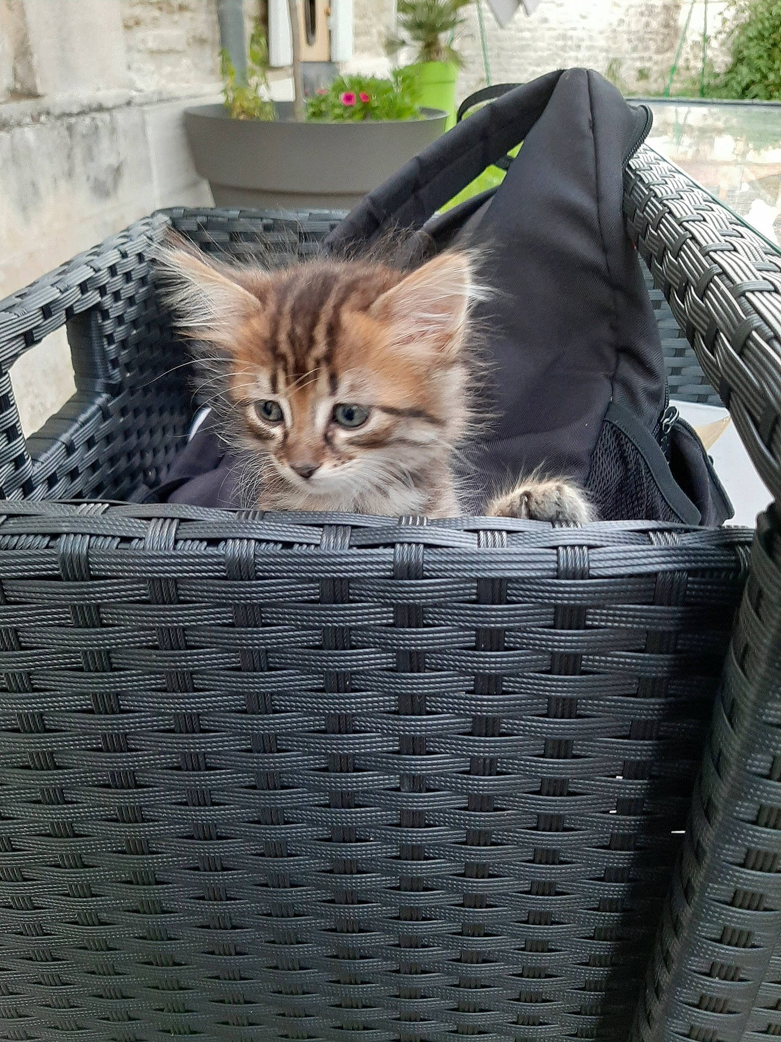 Minus participe au concours pour gagner de l'argent avec cette photo : aegean_cat, asian, basket, carnivore, cat, domestic_short_haired_cat, european_shorthair, felidae, kitten, maine_coon, mammal, norwegian_forest_cat, pixie_bob, siberian, small_to_medium_sized_cats, somali, tabby_cat, whiskers, wicker, wild_cat