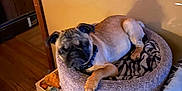Bailey joined the competition — help win amazing prizes! animal, bed, blanket, brown_wall, cat_tree, collar, cozy, dog, domestic, furniture, home, indoor, paw, pet, pug, relaxed, resting, sleepy, small_dog, wood_floor
