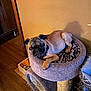 animal, bed, blanket, brown_wall, cat_tree, collar, cozy, dog, domestic, furniture, home, indoor, paw, pet, pug, relaxed, resting, sleepy, small_dog, wood_floor