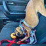 Bailey joined the competition — help win amazing prizes! accessories, black_seat, canine, car, car_seat, collar, colorful, curious, dog, donut_toy, harness, inside, leash, pet, playful, pug, red_leash, seat, toy, vehicle_interior
