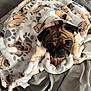 Bailey is registered to the contest to win money with this photo: animal, bed, blanket, comfort, cozy, cute, dog, ears, fabric, face, fur, indoor, pattern, pet, pug, resting, sleepy, snout, soft, wrapped