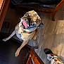 animal, brown_dog, chair, collar, cream, dog, domestic, flooring, frosting, indoor, looking_up, messy, pajama_pants, pet, playful, sock, tag, tongue, wood_floor, wooden_furniture