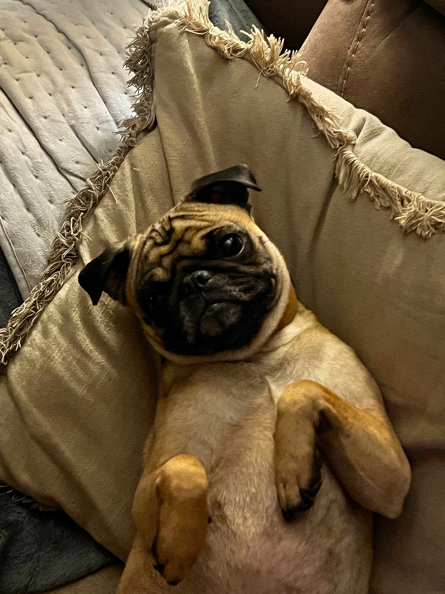 Bailey
