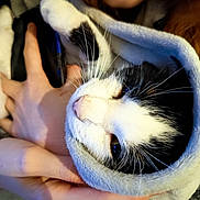 Malo participe au concours pour gagner de l'argent avec cette photo : animal, black_and_white, blanket, cat, close_up, comfort, cozy, cuddle, domestic_animal, face_partial, fur, hands, indoor, nap, person, pet, relaxed, soft, warm, whiskers