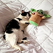 Malo a rejoint le concours — aidez-le/la à gagner de superbes lots ! cat, black_and_white_cat, sleeping, plush_toy, green_toy, bed, quilt, white_bedding, indoor, cute, pet, relaxed, cozy, animal, comfort, resting, soft_texture, toy, nap, peaceful