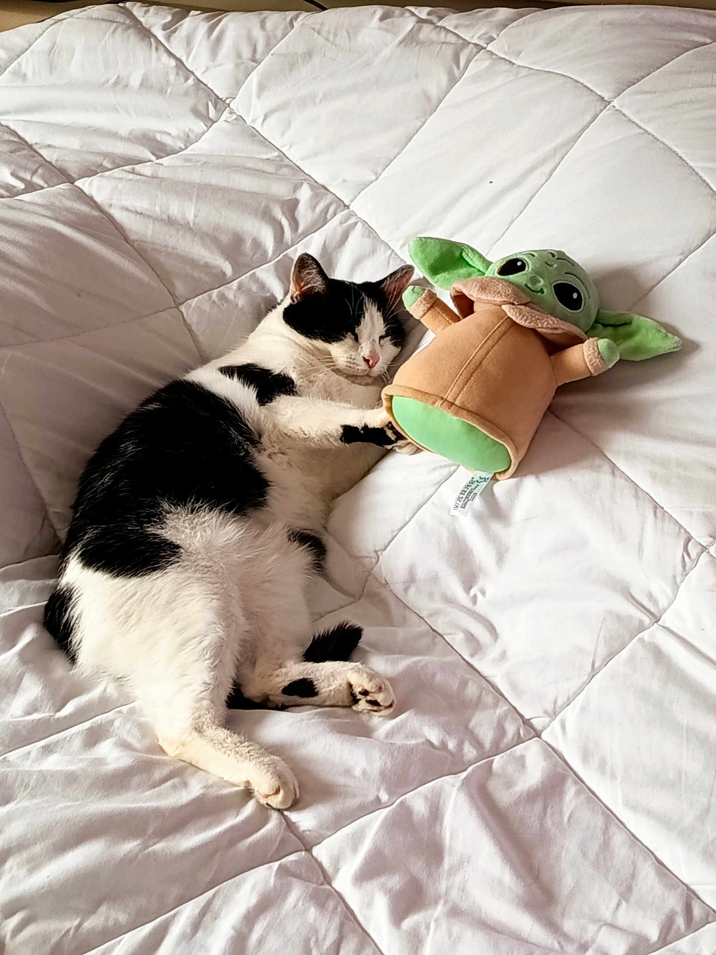 Malo a rejoint le concours — aidez-le/la à gagner de superbes lots ! cat, black_and_white_cat, sleeping, plush_toy, green_toy, bed, quilt, white_bedding, indoor, cute, pet, relaxed, cozy, animal, comfort, resting, soft_texture, toy, nap, peaceful