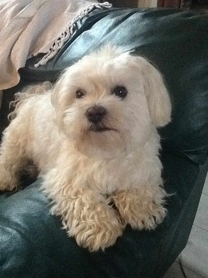 Chanel participe au concours pour gagner de l'argent avec cette photo : animal, blanket, canine, companion, couch, curious, cute, dog, fluffy, fur, furniture, home, indoor, leather_couch, paw, pet, relaxed, resting, small_dog, white_dog