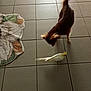 Molly participe au concours pour gagner de l'argent avec cette photo : animal, animal_interaction, bird, brown_dog, curious, dog, domestic_animals, floor, floor_mat, home_interior, indoor, motion_blur, pet, playful, small_dog, tail_wagging, tile_floor, tile_lines, white_bird, yellow_bird