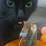 Lulu joined the competition — help win amazing prizes! cat, black_cat, pumpkin, close_up, orange, stem, curious, tongue_out, animal, pet, indoor, fall, autumn, food, fruit, still_life, cute, whiskers, face, eye