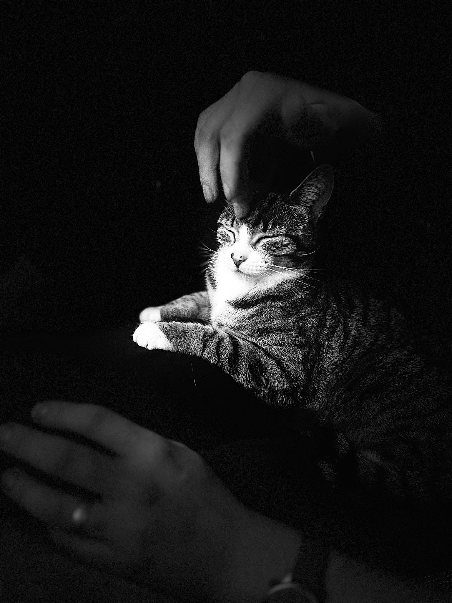 Juju joined the competition — help win amazing prizes! carnivore, cat, darkness, domestic_short_haired_cat, elbow, felidae, finger, flash_photography, fur, gesture, hand, human_leg, monochrome, monochrome_photography, nail, sitting, sleeve, small_to_medium_sized_cats, style, whiskers