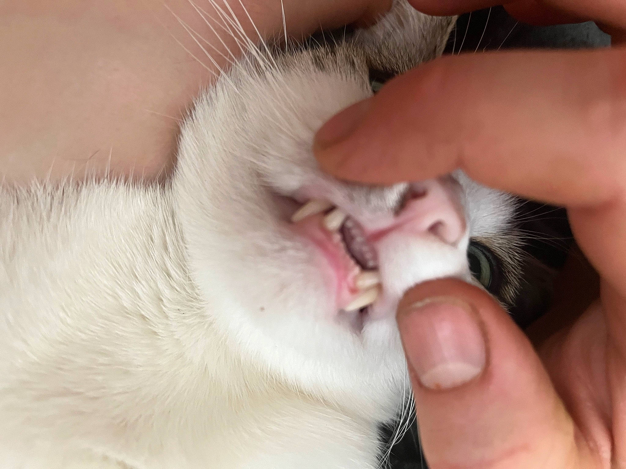 Loki is registered to the contest to win money with this photo: carnivore, cat, claw, close_up, comfort, domestic_short_haired_cat, ear, fawn, felidae, finger, foot, fur, gesture, hand, nail, paw, small_to_medium_sized_cats, snout, thumb, whiskers