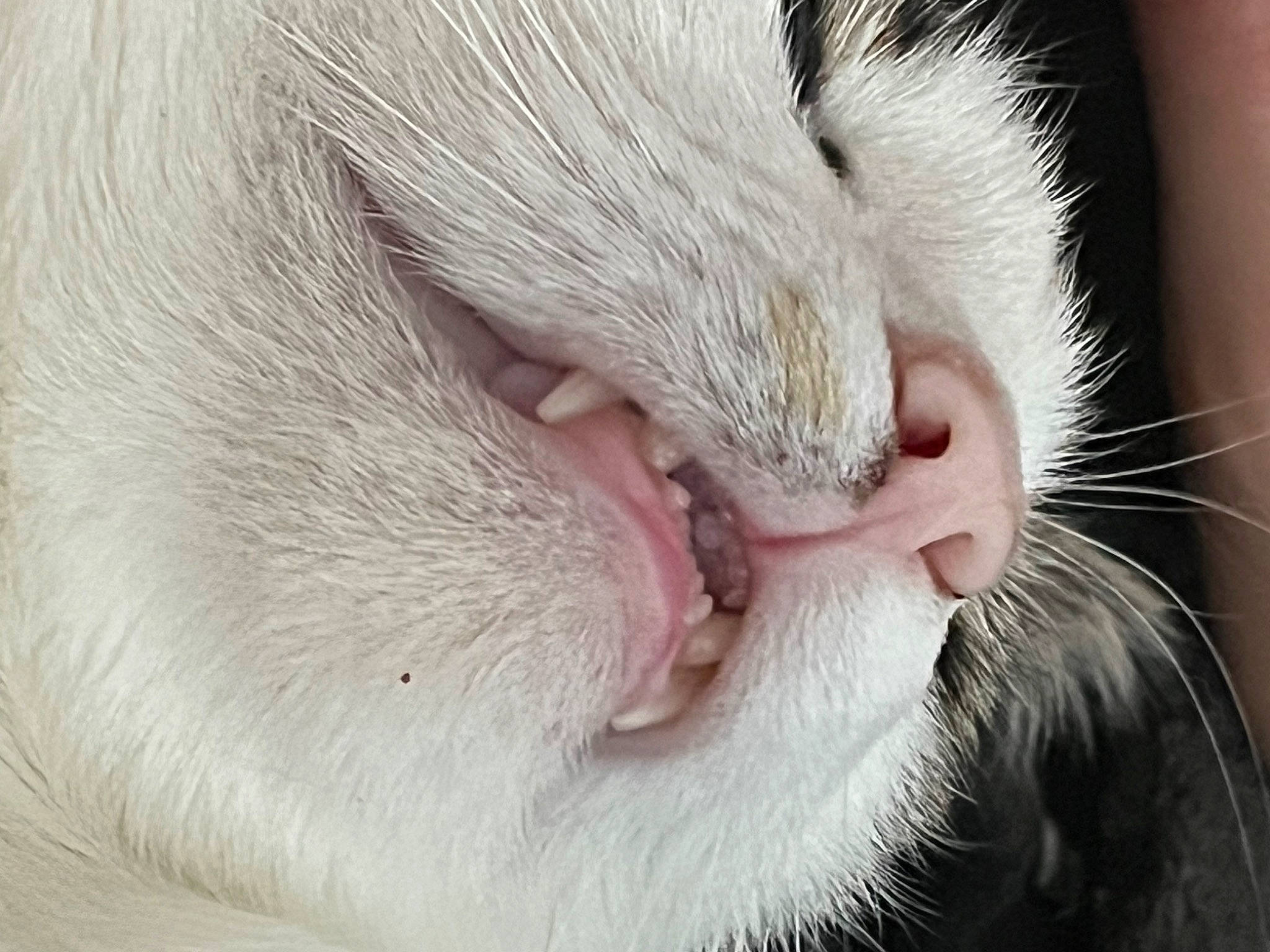 Loki joined the competition — help win amazing prizes! carnivore, cat, claw, close_up, comfort, domestic_short_haired_cat, ear, eye, eyelash, fang, felidae, fur, paw, small_to_medium_sized_cats, whiskers