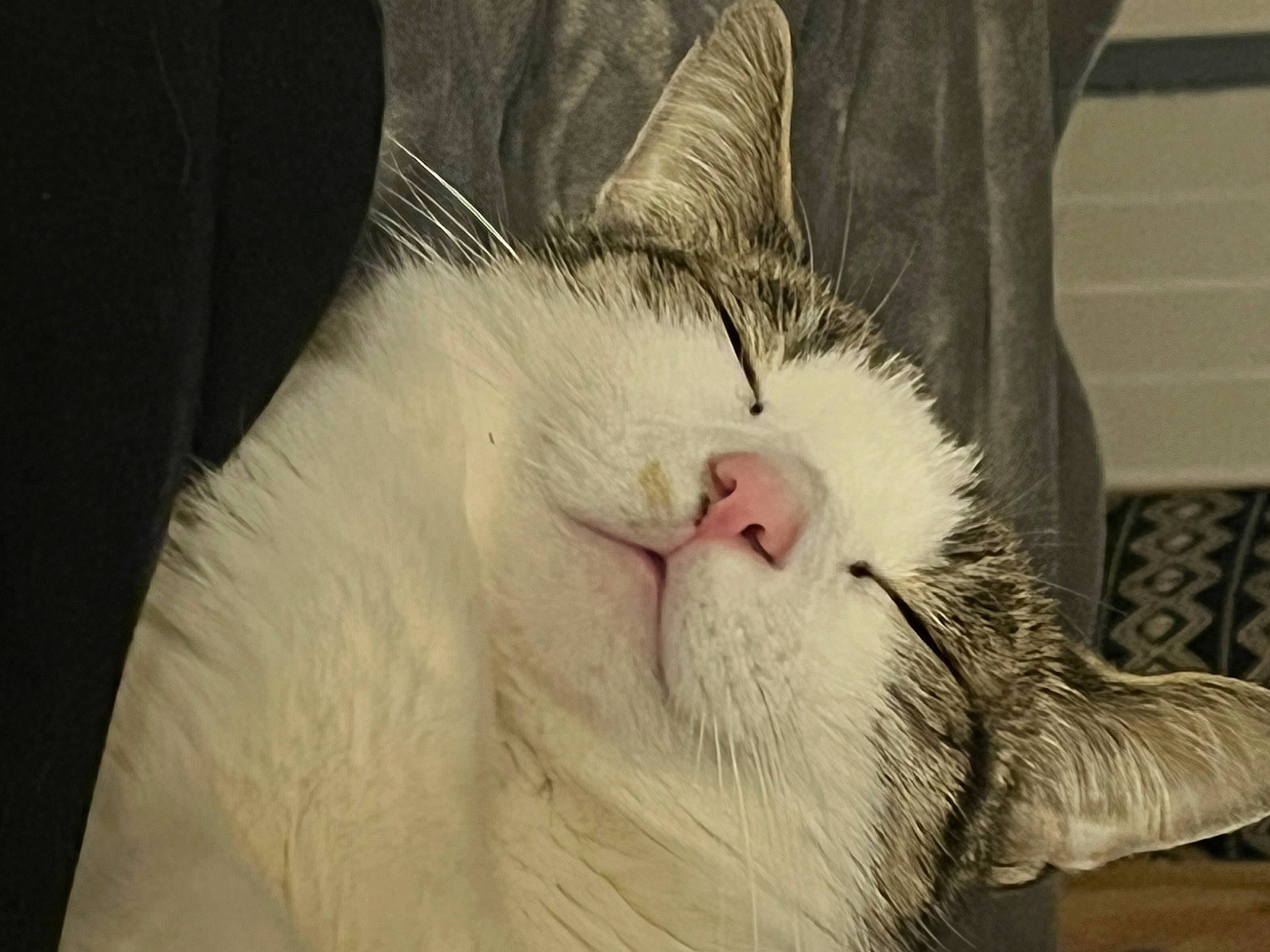 Loki joined the competition — help win amazing prizes! carnivore, cat, claw, cloud, comfort, domestic_short_haired_cat, ear, eye, eyelash, fang, felidae, fur, head, jaw, nap, paw, small_to_medium_sized_cats, snout, tail, whiskers