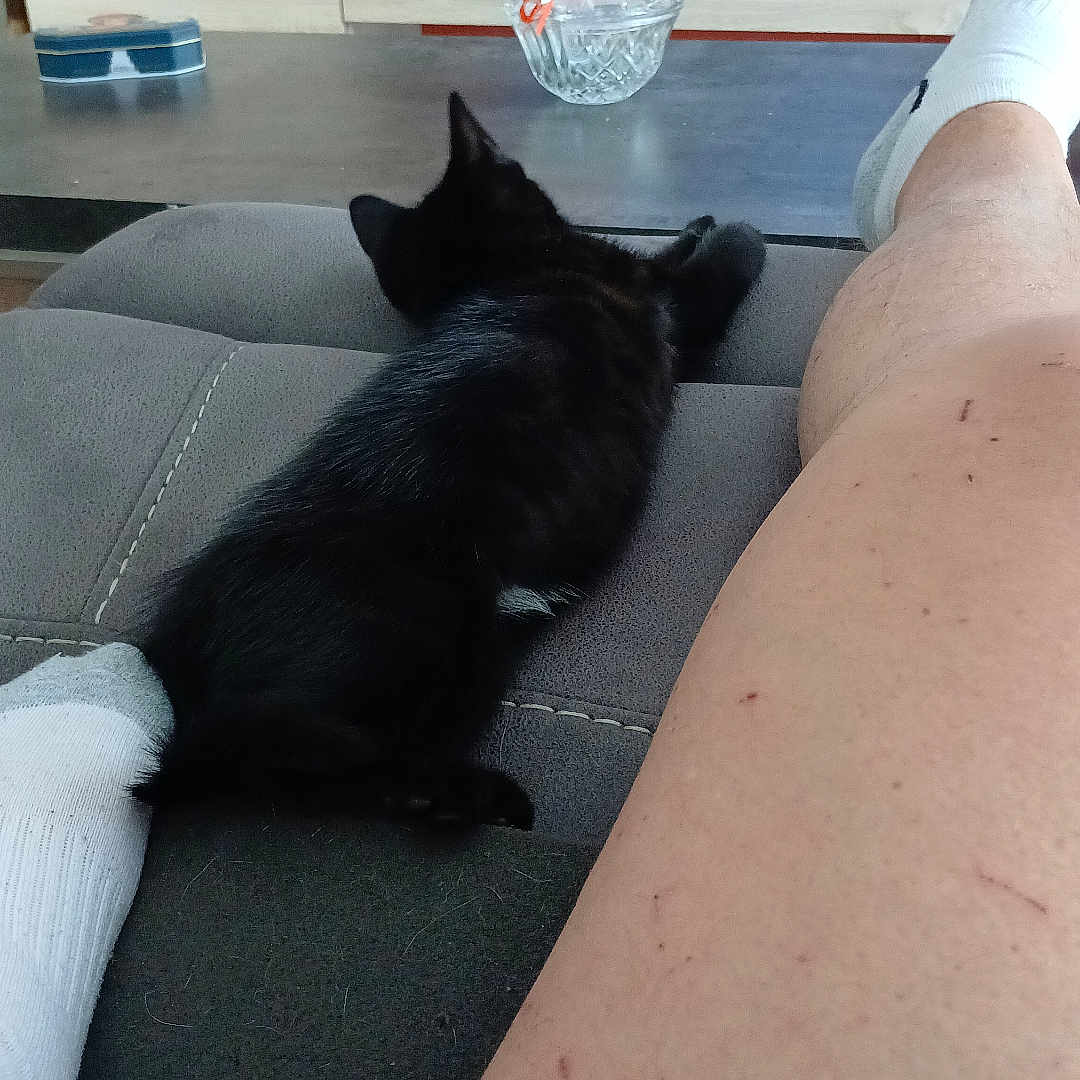 Nelly Et Nougat a rejoint le concours — aidez-le/la à gagner de superbes lots ! black_cat, cat, couch, sofa, leg, socks, living_room, television, furniture, person, relaxing, indoor, home, modern, decor, glass_bowl, wooden_cabinet, floor, pet, resting